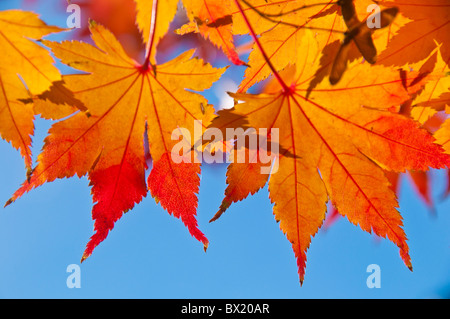 USA, Idaho, Boise, malerischen Blick von Herbst Farben, Bäume und Blätter auf die Boise River Greenbelt. Stockfoto