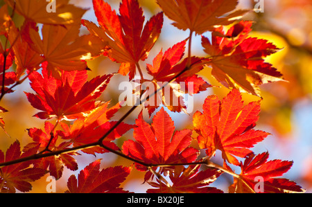 USA, Idaho, Stadt von Boise, malerischen Blick auf die Farben des Herbstes, Bäume und Blätter auf die Boise River Greenbelt. Stockfoto