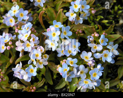 Blüte Blüten Botanik Blumen Bodensee Vergissmeinnicht Myosotis Rehsteineri Wartmann rote Pflanzenliste Stockfoto