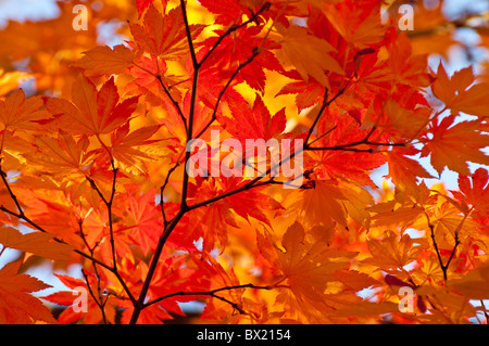 USA, Idaho, Stadt von Boise, malerischen Blick auf die Farben des Herbstes, Bäume und Blätter auf die Boise River Greenbelt. Stockfoto