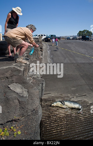 Hawaii-Mönchsrobbe, Monachus Schauinslandi, sonnen sich an Bootsrampe, junger Mann, Aussterben, Honokohau Hafen, Kona Stockfoto