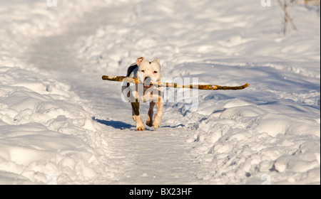 Amerikanische Grube Stier Terrier mit einem Stock in seinen mächtigen Kiefer durch den Schnee laufen. Stockfoto