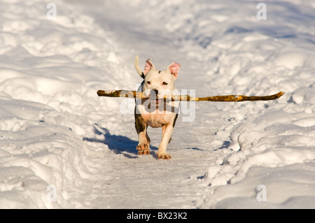 Amerikanische Grube Stier Terrier mit einem Stock in seinen mächtigen Kiefer durch den Schnee laufen. Stockfoto