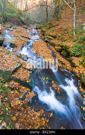 Steinigen Bach durch Herbst Bergwald Stockfoto