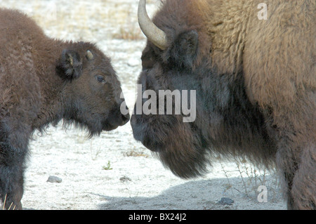 Amerikanischer Bison Bison Bison Kalb Kuh Damm Junge Tiere Yellowstone-Nationalpark Wyoming USA Stockfoto