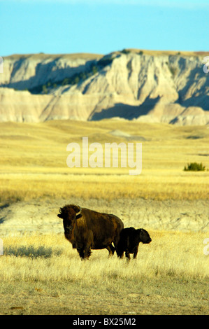 Amerikanischer Bison Bison Bison junge Tier dam Kuh Kalb Landschaft Landschaft Prairie Sage Creek Wilderness Badland Stockfoto