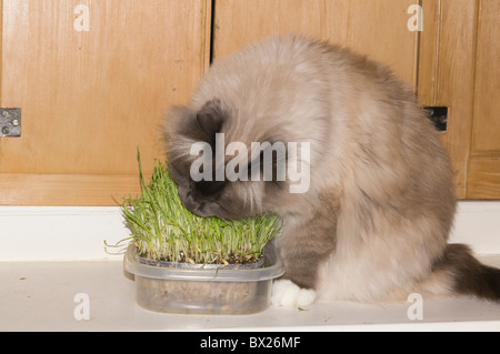 Birma Katze genießt Katzengras im winter Stockfoto