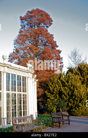 die Kamelie Haus, Wollaton Hall Stockfoto