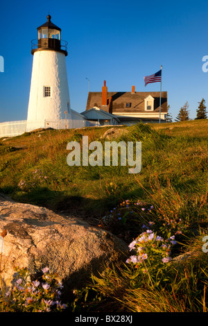 Blühende Herbst Astern unter Pemaquid Point Lighthouse im Morgengrauen, Pemaquid Point Maine USA Stockfoto