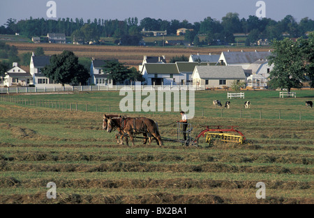 Niederländische Land Pennsylvania USA USA Amerika alte altmodische amische Landwirte Käfige Pferde fiel Stockfoto