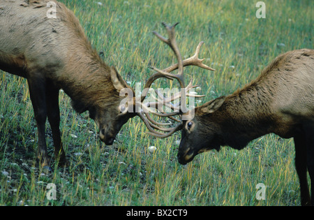 Maßnahme aggressiven Aggressivität rut Alberta Tier Tiere Geweih Geweihe Herbst Schlacht Schlachten Spurrinnen Stockfoto