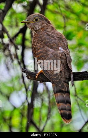 gemeinsamen Hawk-Kuckuck Cuculus Varius thront auf einem Ast eines Baumes Stockfoto