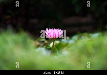 Nymphaea. Tropischen Seerose Blüte in einem Teich in Indien. Flache Tiefenschärfe Stockfoto