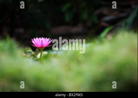 Nymphaea. Tropischen Seerose Blüte in einem Teich in Indien. Flache Tiefenschärfe Stockfoto