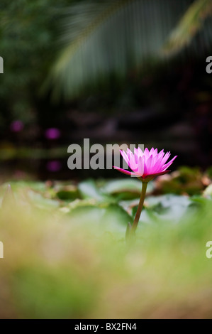 Nymphaea. Tropischen Seerose Blüte in einem Teich in Indien. Flache Tiefenschärfe Stockfoto