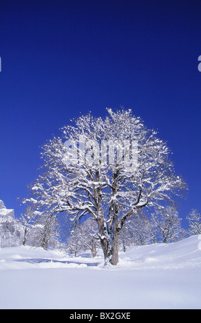 Acer Pseudoplatanus l. blau blauer Himmel Braunwald jubelt Glarus hohe Ahorn Portrait Format Silhouette Schnee s Stockfoto