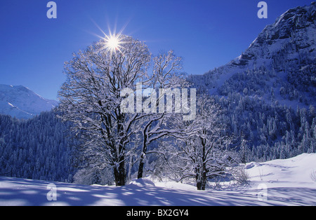 Acer Pseudoplatanus l. Gegenlicht blau blue Sky Braunwald Glarus Ahorn Berg Landschaft Berge Schatten te Stockfoto