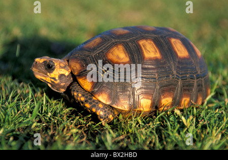 Schildkröte Tier in der Nähe von Fazenda Sao Franzisco Ilha Marajó Amazon Delta Amazon Brasilien Südamerika Stockfoto