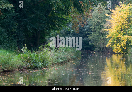 Paar, Radfahren entlang Kanal Leinpfad im Herbst mit Reflexionen von Bäumen auf dem Wasser und Laub schweben - yellow Baum Stockfoto