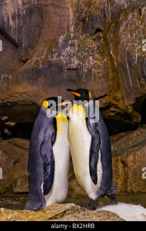 Paar des Königs Pinguine Kaiser Stockfoto