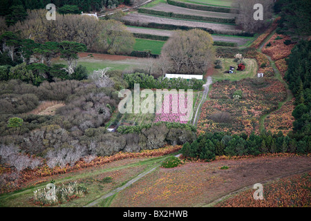 Luftbild, dass Rosa Nerinen wächst in einer Glühbirne Tresco Isles of Scilly Cornwall UK Herbst Winter November Feld Stockfoto