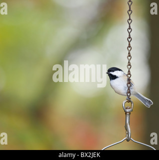 Markante Foto von einem Carolina Chiackadee: Poecile Carolinensis Stockfoto