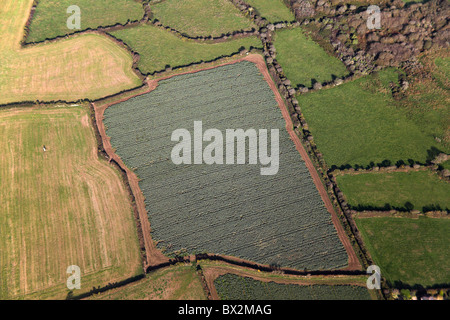 Luftaufnahme des Feld-Hof von Kohl stehend Stein im nächsten Feld in der Nähe von Penzance und Lands End Cornwall UK Stockfoto