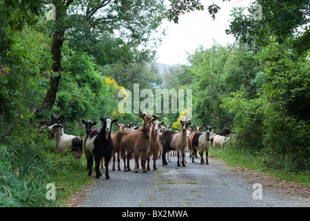 Ziegen auf der Straße in Montenegro in der Nähe von Kotor Stockfoto