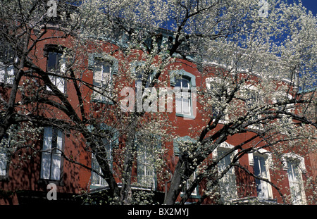 Frühling blühende Bäume Georgetown Washington D.C. USA Stockfoto