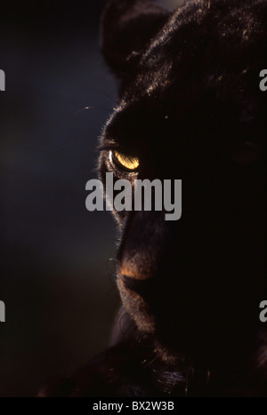 Black Panther Auge Tiere Tier schwarze Raubkatze Leopard Jaguar Stockfoto
