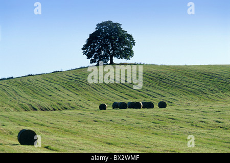 Agrar Landwirtschaft Agronomie Böhmen Business Farbe Farbe Ernte Anbau