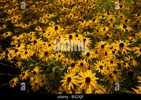 Ein Sonnenhut Büschel (Rudbeckia Fulgida var.sullivantii 'Goldsturm'), in einem Garten. Touffe de Rudbeckia Fulgida Dans un Jardin. Stockfoto