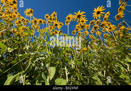In einem Garten schoss ein Low-Winkel auf ein Büschel Sonnenhut (Rudbeckia Fulgida). Vue de Contre-Plongée d ' une Touffe de Rudbeckia fulgida Stockfoto