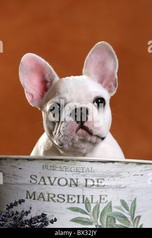 junge französische Bulldogge Stockfoto