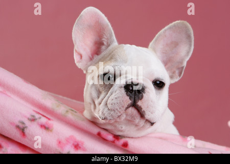 junge französische Bulldogge Stockfoto