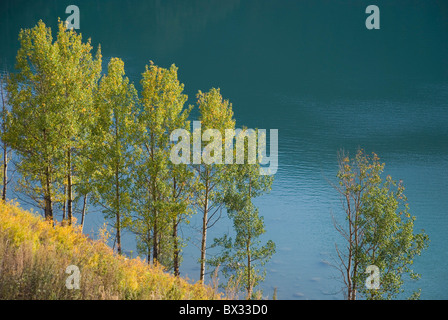 Birken Sie-Baumgrenze auf Wolong Bay, Kanas, nördlichen Xinjiang, China. Stockfoto