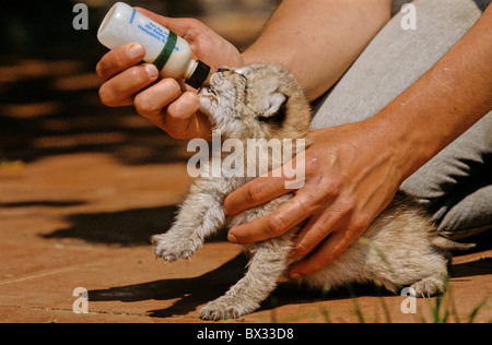 Eurasischer Luchs Lynx Lynx Jungtier Hände zwei Monate alten Jungen füttern Feed Flasche Zucht Menschen Tiere Stockfoto