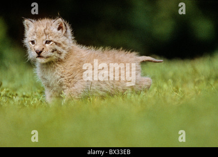 Eurasischer Luchs Lynx Lynx Jungtier junge Rasen zwei Monate alte Tiere Tier Deutschland Europa bayerische Fores Stockfoto