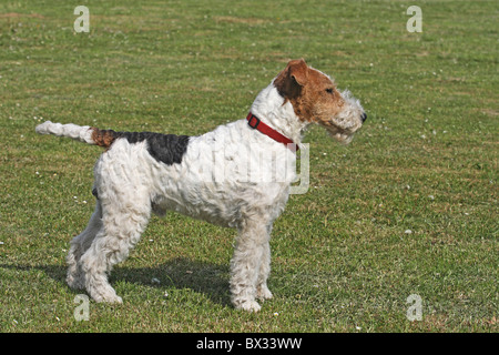 Rauhhaar Foxterrier-Hund - auf der Wiese stehen Stockfoto