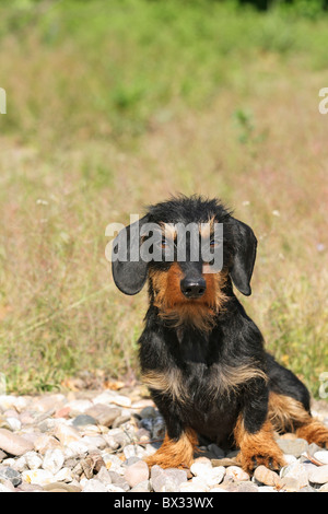 Miniatre Rauhaar Dackel Hund - sitzen Stockfoto