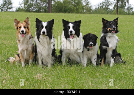 Border Collie. Erwachsene und Welpen auf einer Wiese sitzen Stockfoto