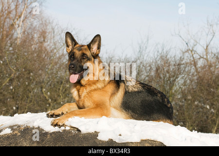 Deutscher Schäferhund - liegend im Schnee Stockfoto