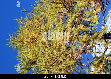 Schweiz Europa Berner Oberland Sunnbuel in der Nähe von Kandersteg Berge Alpen Baum Nadel Baum Lärche Herbst Stockfoto