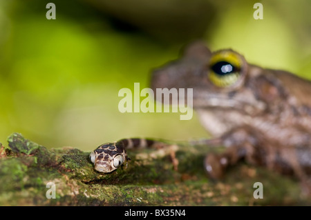 Kleine "Imantodes Cenchoa" Schlange aus Ecuador in der Nähe von einer Kröte Stockfoto