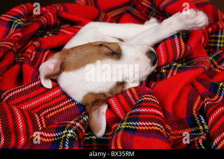 Jack-Russell-Terrier Welpen Stockfoto