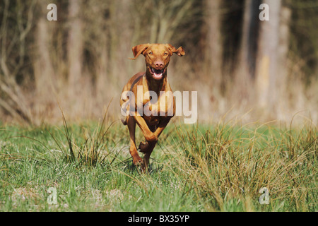 Magyar Vizsla Hund - läuft auf Wiese Stockfoto