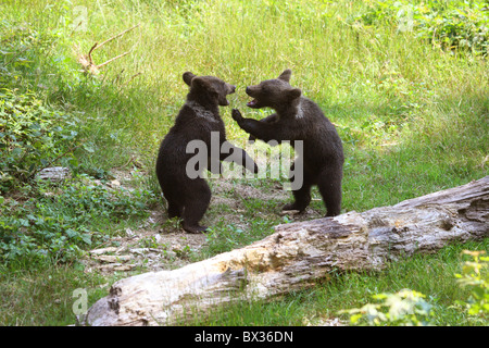 zwei junge Braunbären - spielen / Ursus Arctos Stockfoto