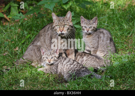 Europäische Wildkatze (Felis silvestris). Mutter und drei Kätzchen im Gras Stockfoto