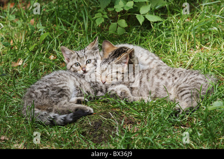 Europäische Wildkatze (Felis silvestris). Drei Kätzchen ruhen im Gras Stockfoto