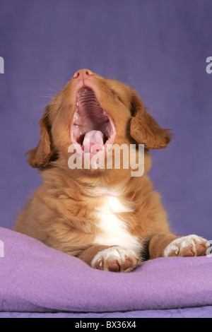 Toller Welpe Stockfoto